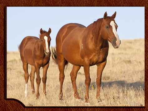 Sugar & 2011 Express Babye