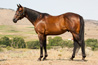 Toro The Blurr - AQAH Stallion